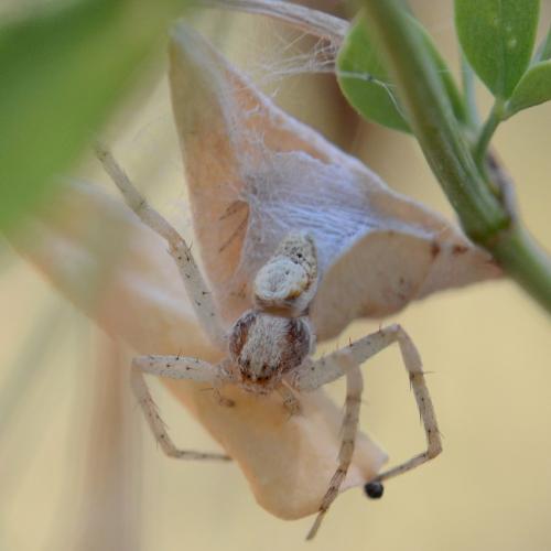 Réf. 307 752 : Philodromus fuscolimbatus